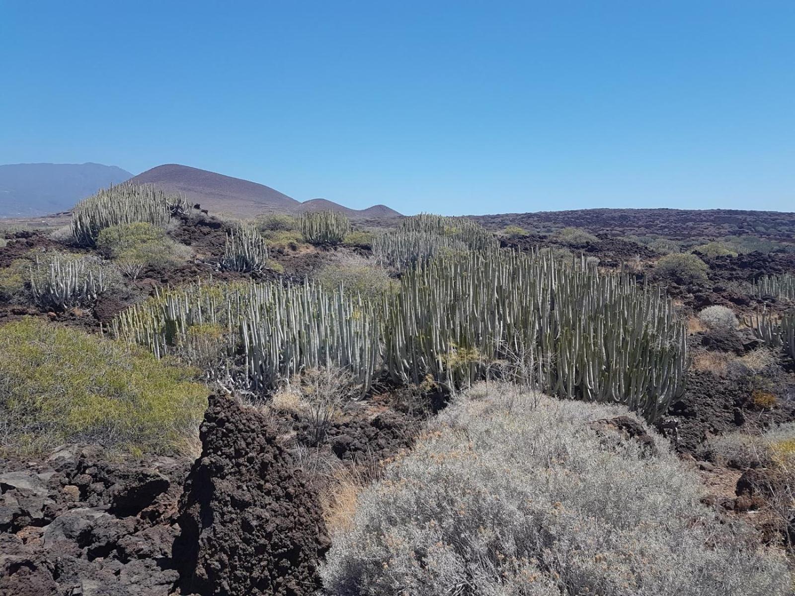 Las Palmeras Puertito de Guimar Eksteriør bilde